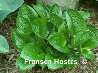 Hosta 
